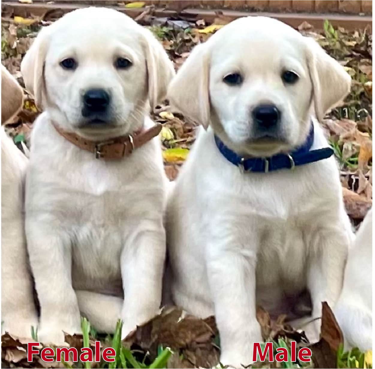 Yellow AKC Labrador Retrievers Puppies Austin Peoples Choice Labs